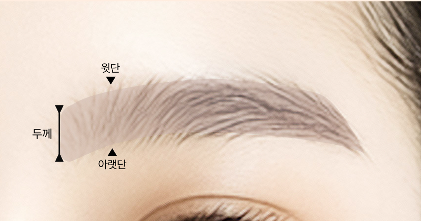 눈썹의 외곽선 윗단과 아랫단은 눈썹의 두께를
                                                    결정합니다