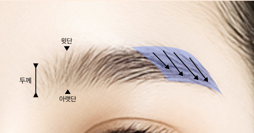 위에서 아래로 자라는 부위